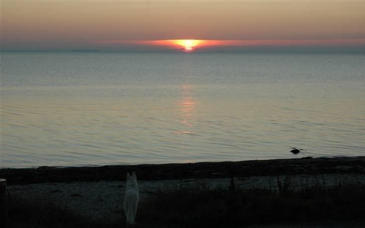 Hvid Schweizisk Hyrdehund Baldo *R.I.P. 02.03.2012 ;(* billede 6