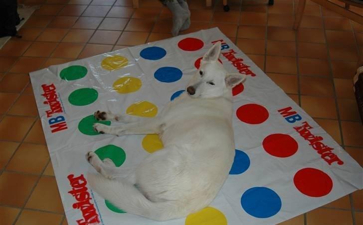 Hvid Schweizisk Hyrdehund Baldo *R.I.P. 02.03.2012 ;(* billede 7