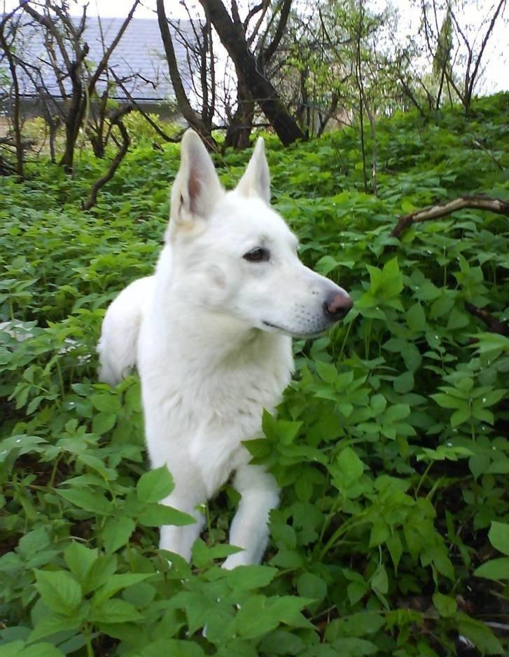 Hvid Schweizisk Hyrdehund Baldo *R.I.P. 02.03.2012 ;(* billede 8