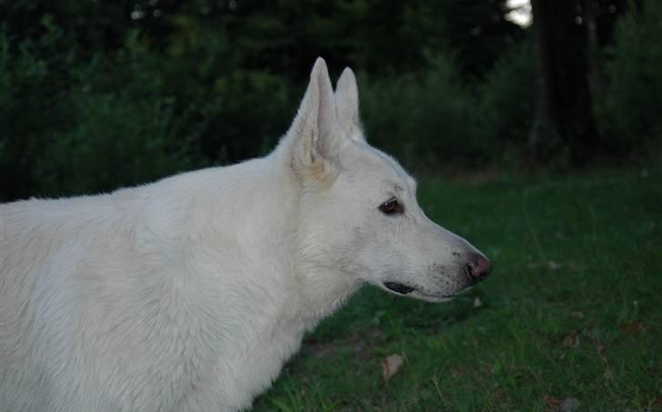 Hvid Schweizisk Hyrdehund Baldo *R.I.P. 02.03.2012 ;(* billede 9