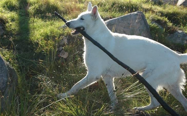 Hvid Schweizisk Hyrdehund Baldo *R.I.P. 02.03.2012 ;(* billede 10