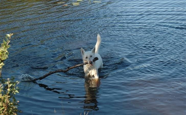 Hvid Schweizisk Hyrdehund Baldo *R.I.P. 02.03.2012 ;(* billede 11