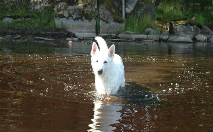 Hvid Schweizisk Hyrdehund Baldo *R.I.P. 02.03.2012 ;(* billede 12