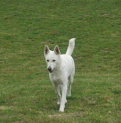 Hvid Schweizisk Hyrdehund Baldo *R.I.P. 02.03.2012 ;(* billede 13