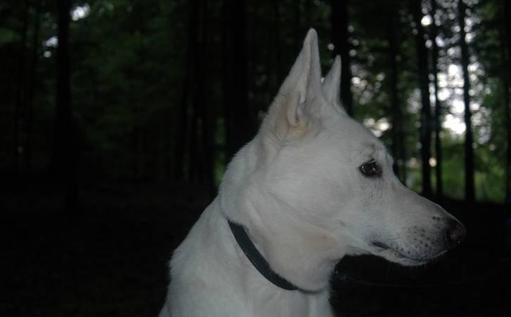 Hvid Schweizisk Hyrdehund Baldo *R.I.P. 02.03.2012 ;(* billede 14