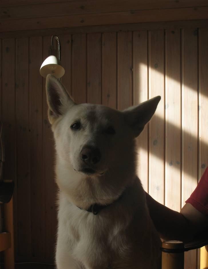 Hvid Schweizisk Hyrdehund Baldo *R.I.P. 02.03.2012 ;(* billede 15