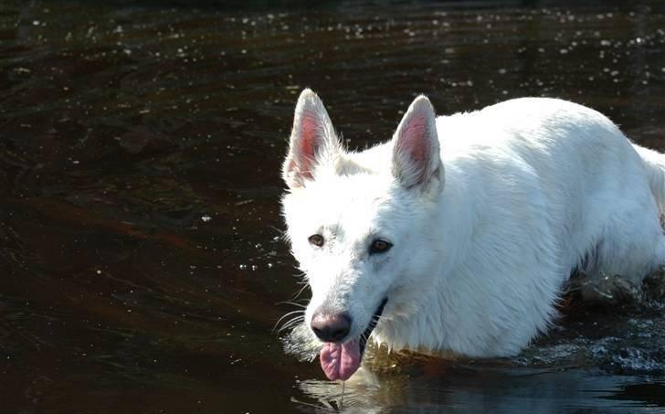 Hvid Schweizisk Hyrdehund Baldo *R.I.P. 02.03.2012 ;(* billede 16