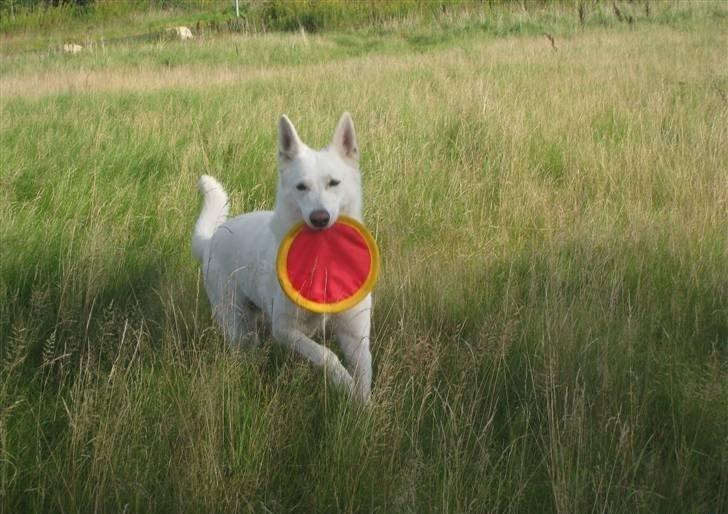 Hvid Schweizisk Hyrdehund Baldo *R.I.P. 02.03.2012 ;(* billede 17