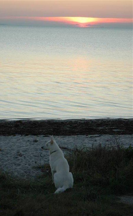 Hvid Schweizisk Hyrdehund Baldo *R.I.P. 02.03.2012 ;(* billede 19