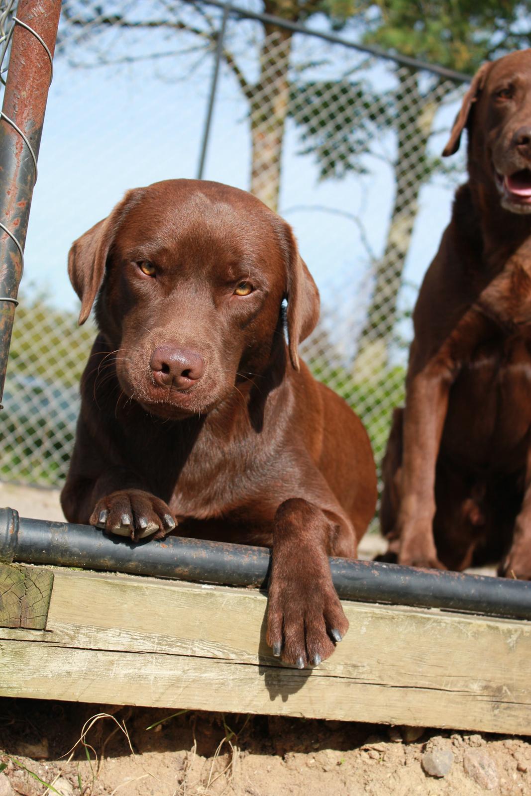 Labrador retriever Rex - Rex og lidt af hans far Balder :-) billede 1