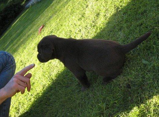 Labrador retriever Rex - Rex da han var cirka 7 uger :-) Sit-øvelse ;-) billede 2
