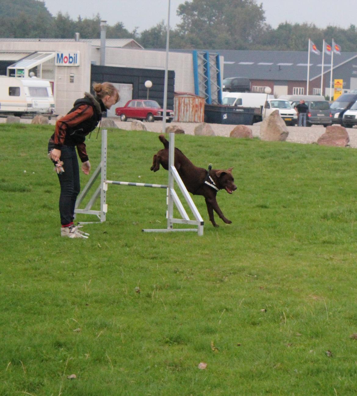 Labrador retriever Rex - Agility 2012 :-) billede 3