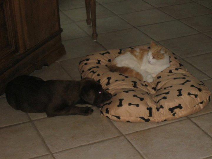 Labrador retriever Rex - Min kat har taget hundenes pude og Rex ligger så og bider i den :-) billede 4