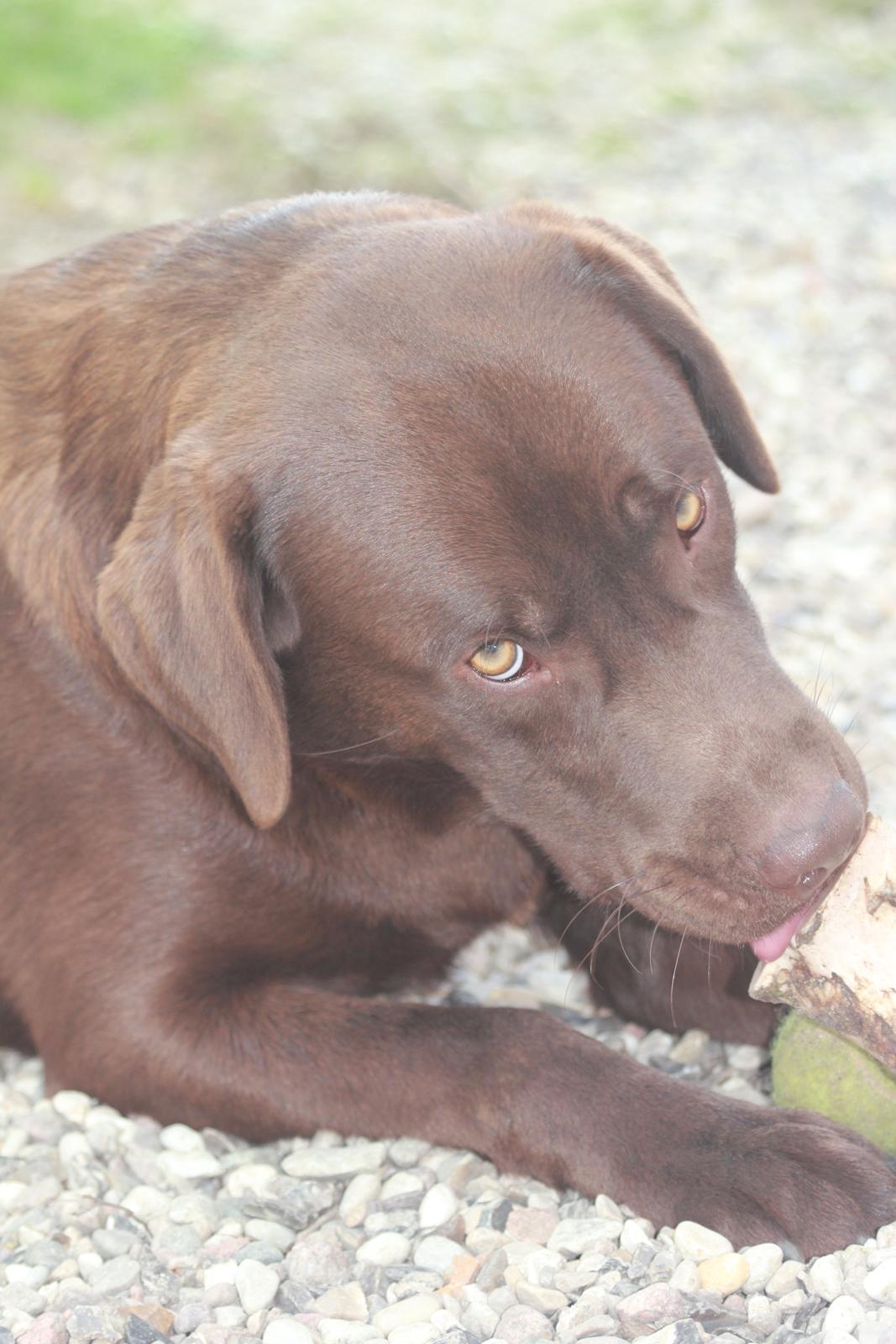 Labrador retriever Rex - Rex 1 år cirka :-) billede 5