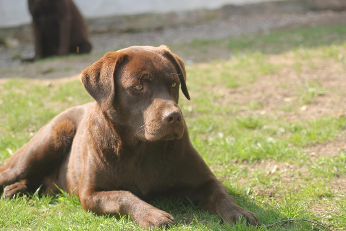 Labrador retriever Rex - Søde Rex i haven. Cirka 1 år gammel. billede 6