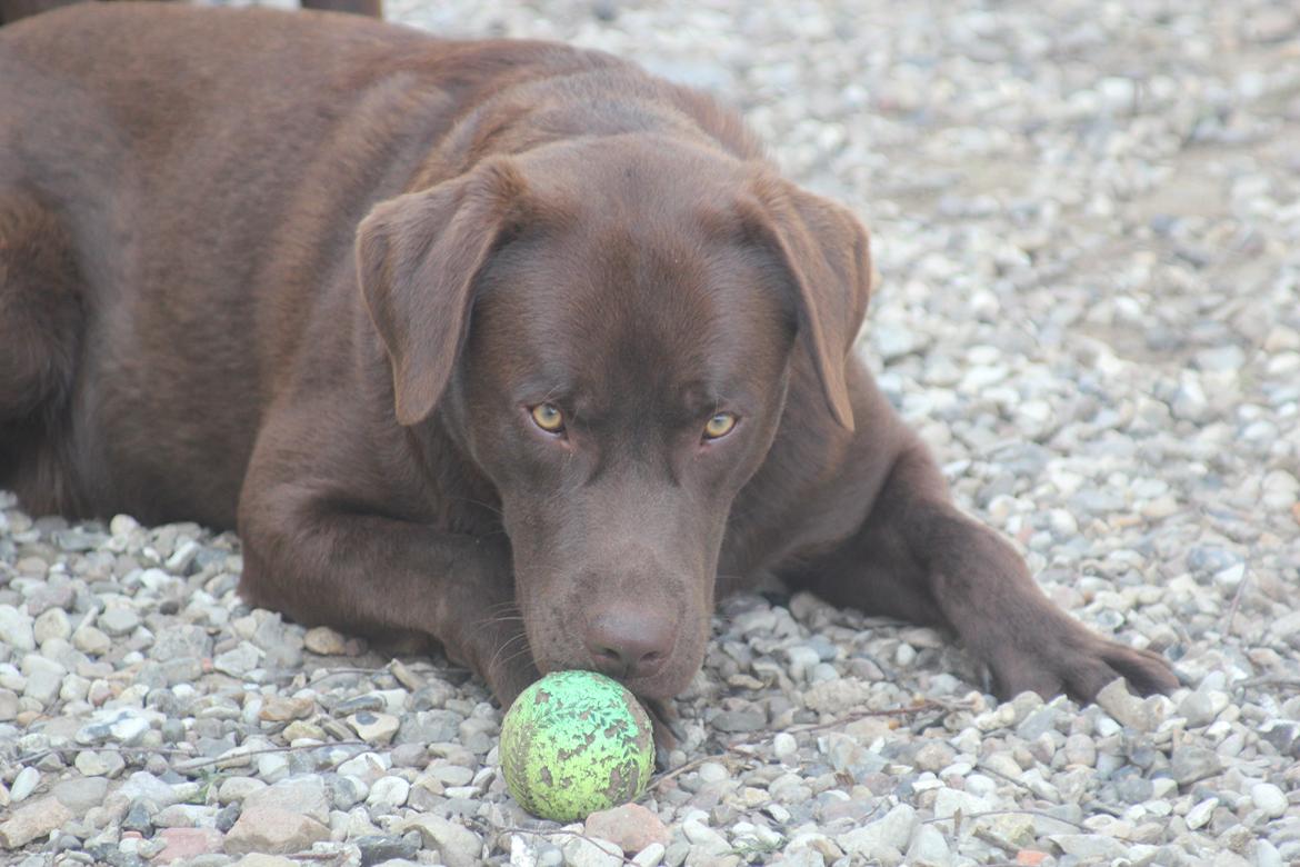 Labrador retriever Rex billede 7