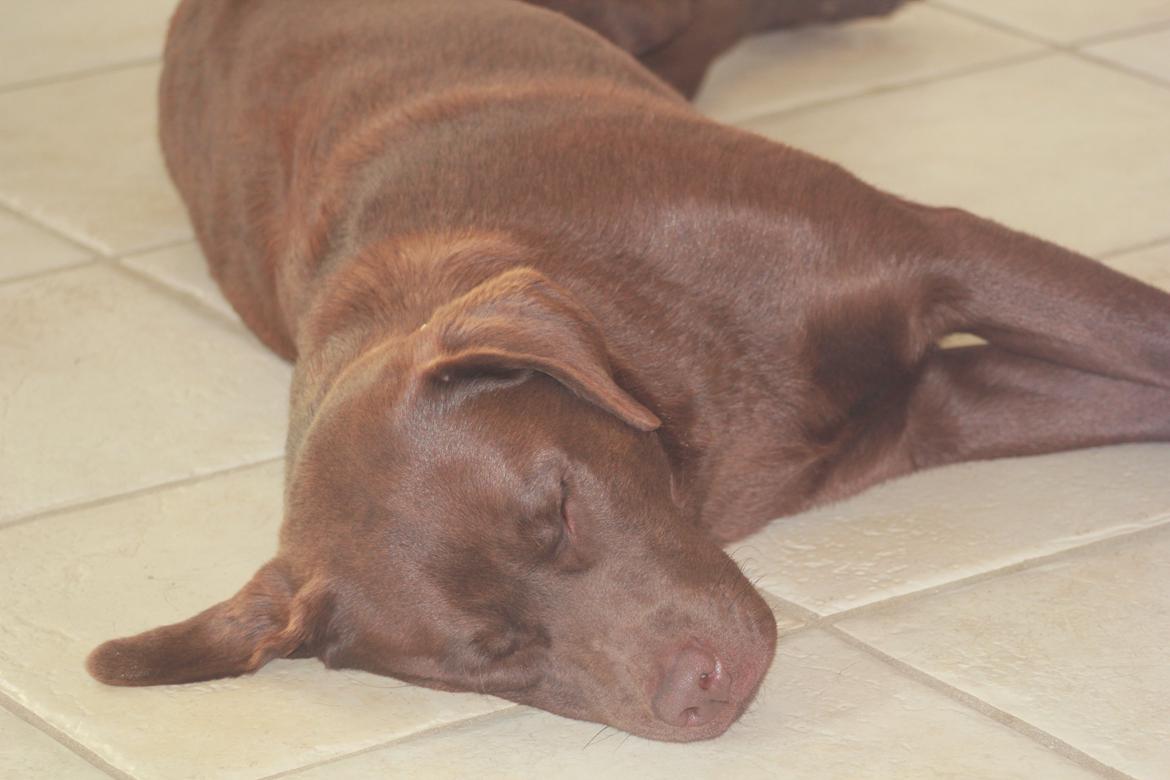 Labrador retriever Rex billede 8