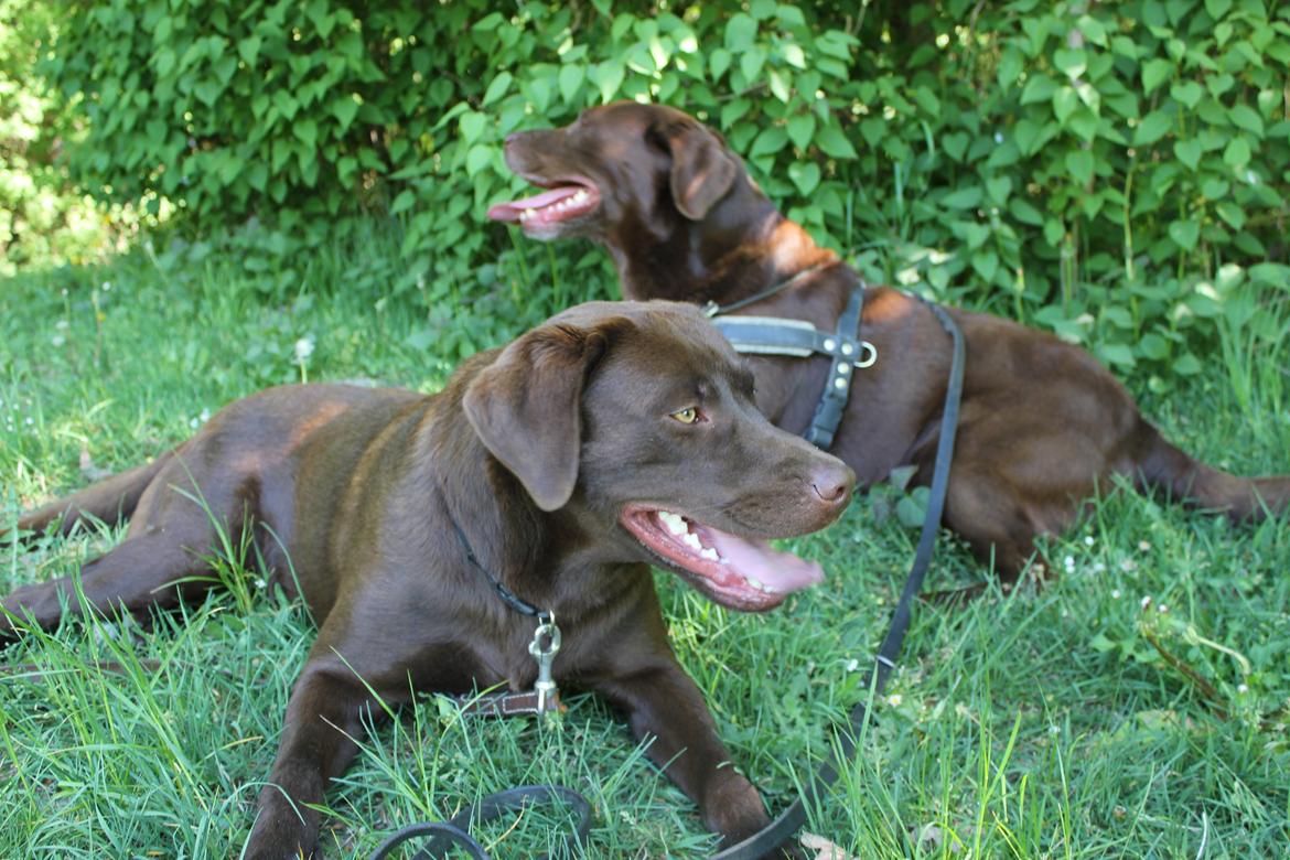 Labrador retriever Rex - Rex og hans far Balder i baggrunden. På en lille tur. Nyder lige skyggen. billede 9