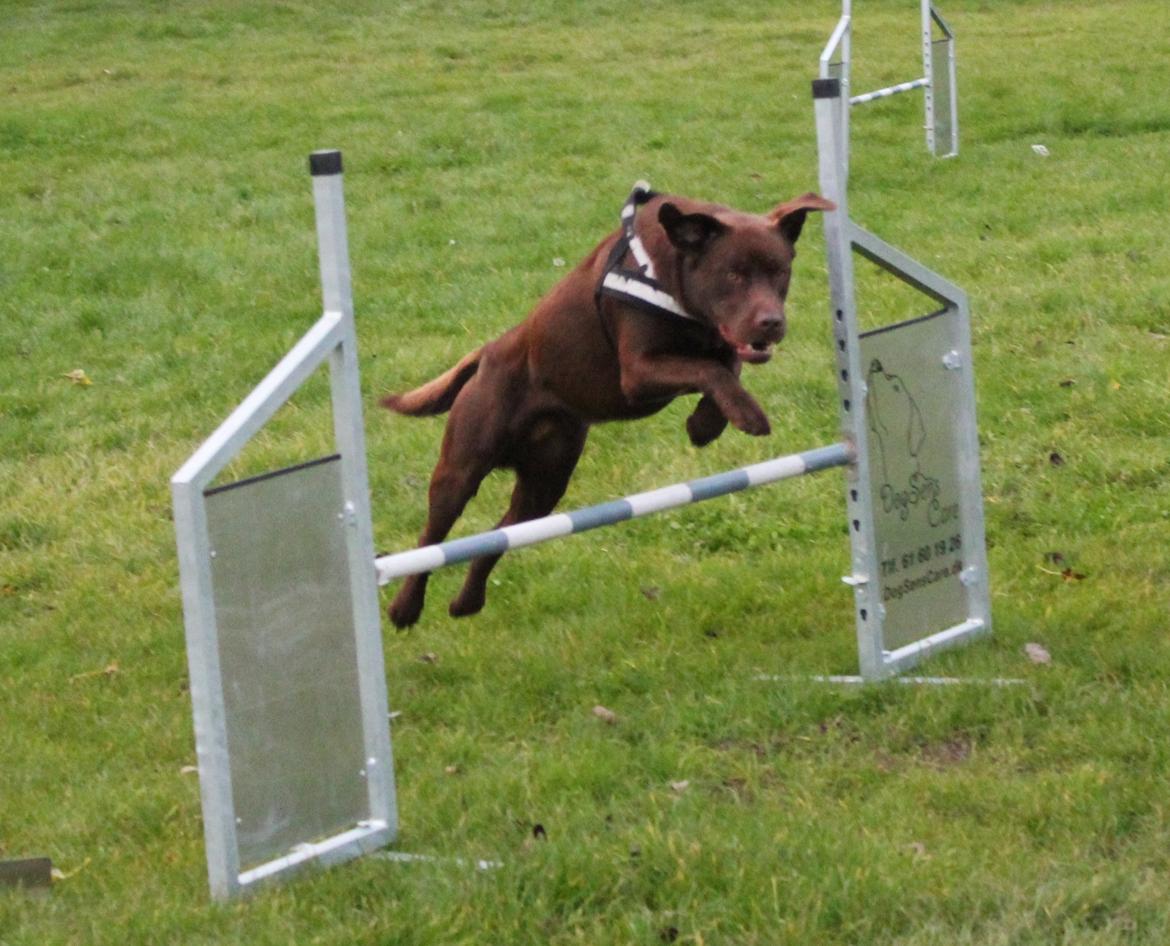 Labrador retriever Rex - Agility 2012 billede 10
