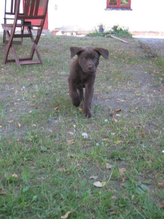 Labrador retriever Rex - Rex 9 uger gammel :-) billede 11