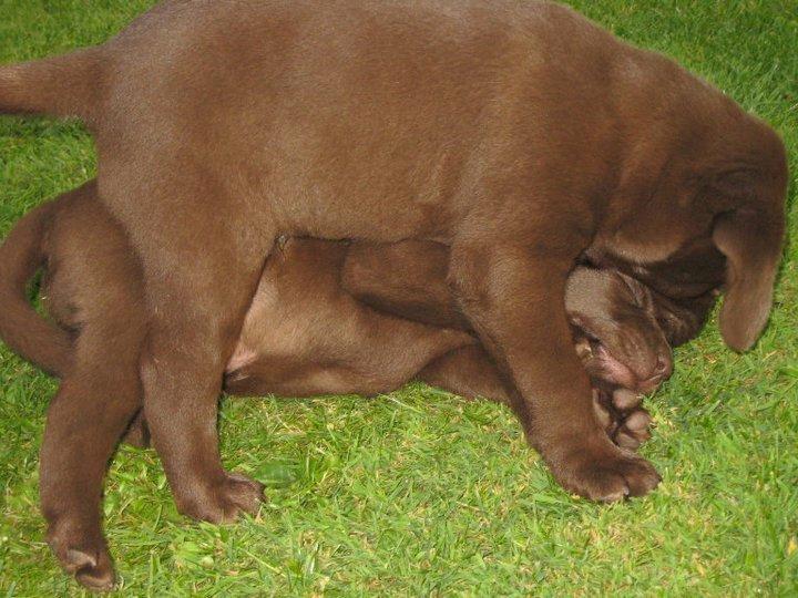 Labrador retriever Rex - Rex og Aslan hans eneste overlevende søskende. (Rex er den øverste ;-)) billede 12