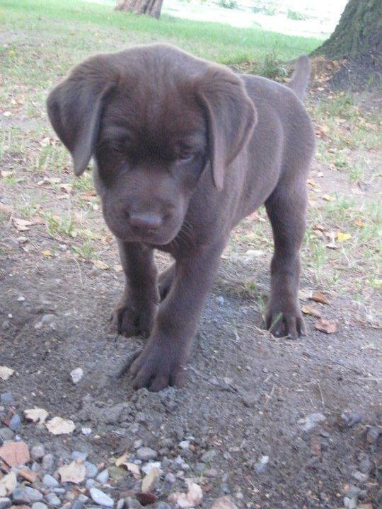 Labrador retriever Rex billede 13