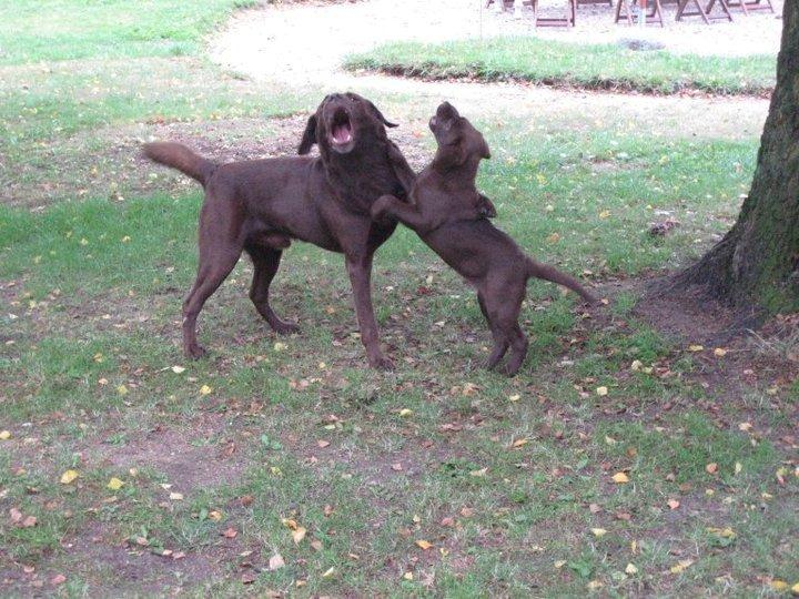 Labrador retriever Rex - Rex og hans far Balder leger :-) (Magtkamp, da vi lige havde fået Rex hjem) billede 14