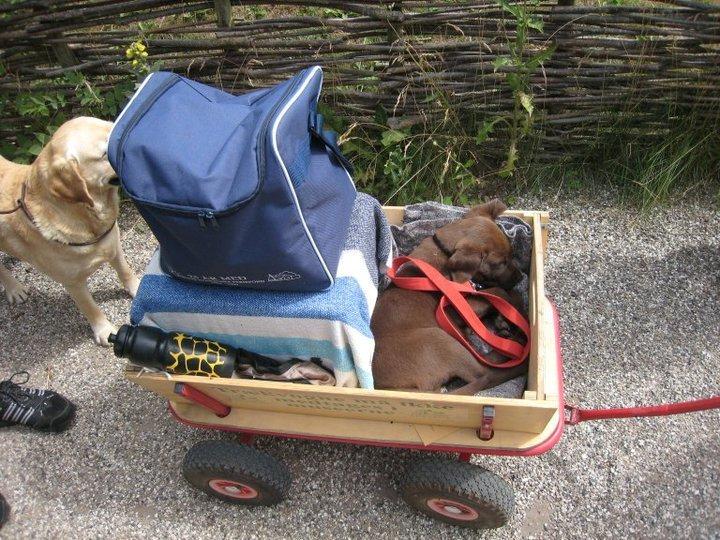 Labrador retriever Rex - Vi havde Rex med på Egeskov slot, men han blev hurtigt træt og måtte få en plads i vognen :-) billede 15