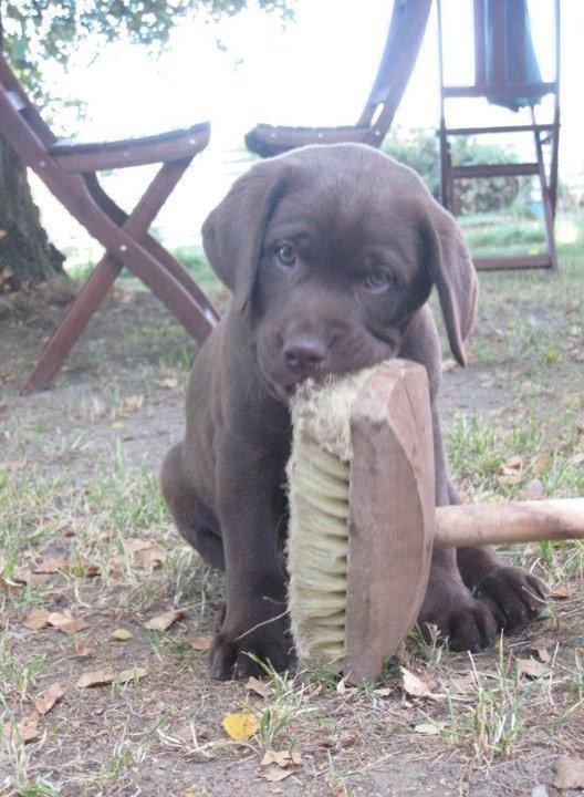 Labrador retriever Rex billede 16