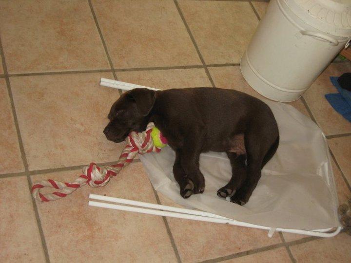 Labrador retriever Rex billede 17