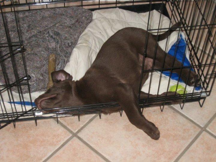 Labrador retriever Rex billede 18