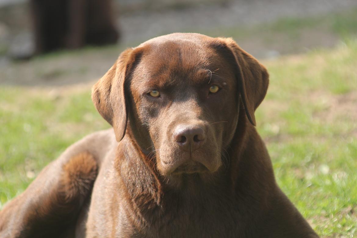 Labrador retriever Rex billede 19