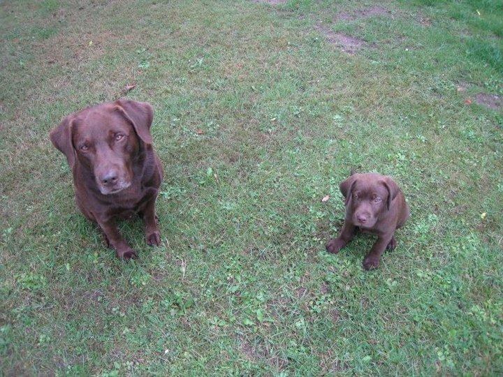 Labrador retriever Rex - Farmand og søn :-) billede 20