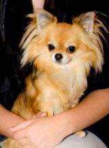 Chihuahua Armani billede 2