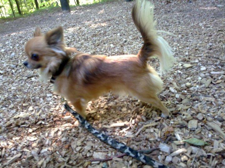 Chihuahua Armani billede 3