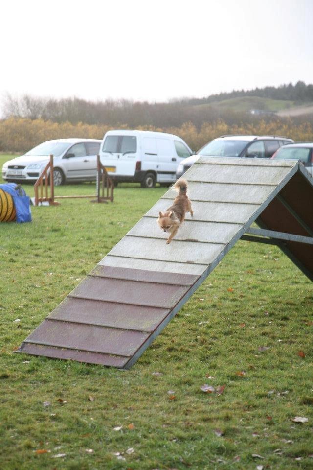 Chihuahua Armani billede 4