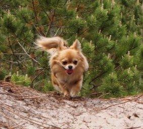 Chihuahua Armani billede 5