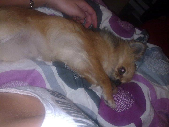 Chihuahua Armani billede 6