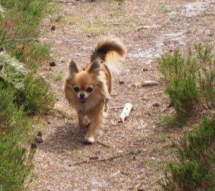 Chihuahua Armani billede 7