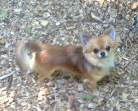 Chihuahua Armani billede 8