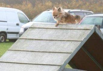 Chihuahua Armani billede 9