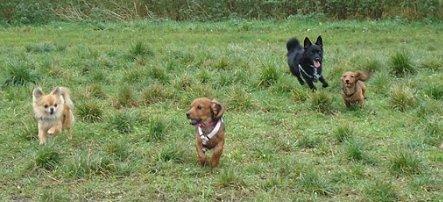 Chihuahua Armani billede 10