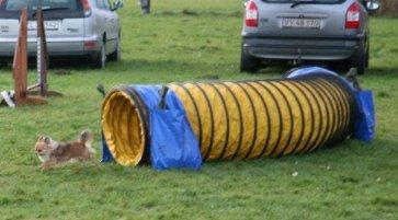 Chihuahua Armani billede 11