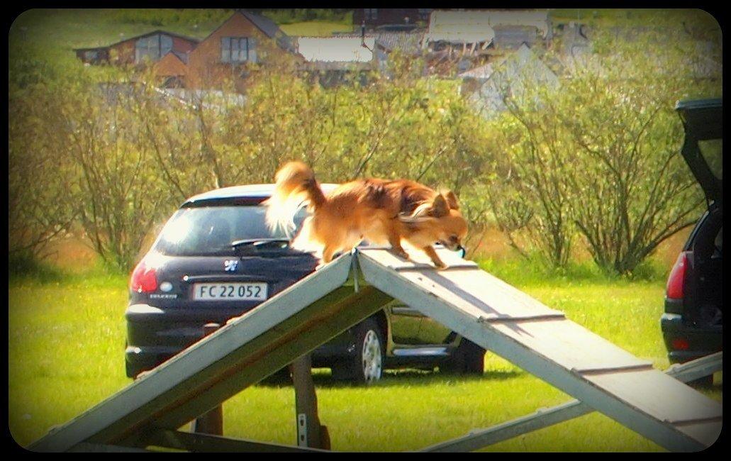 Chihuahua Armani billede 12