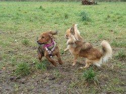 Chihuahua Armani billede 13