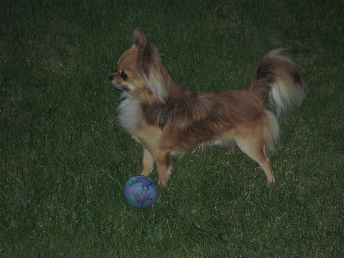 Chihuahua Armani billede 14