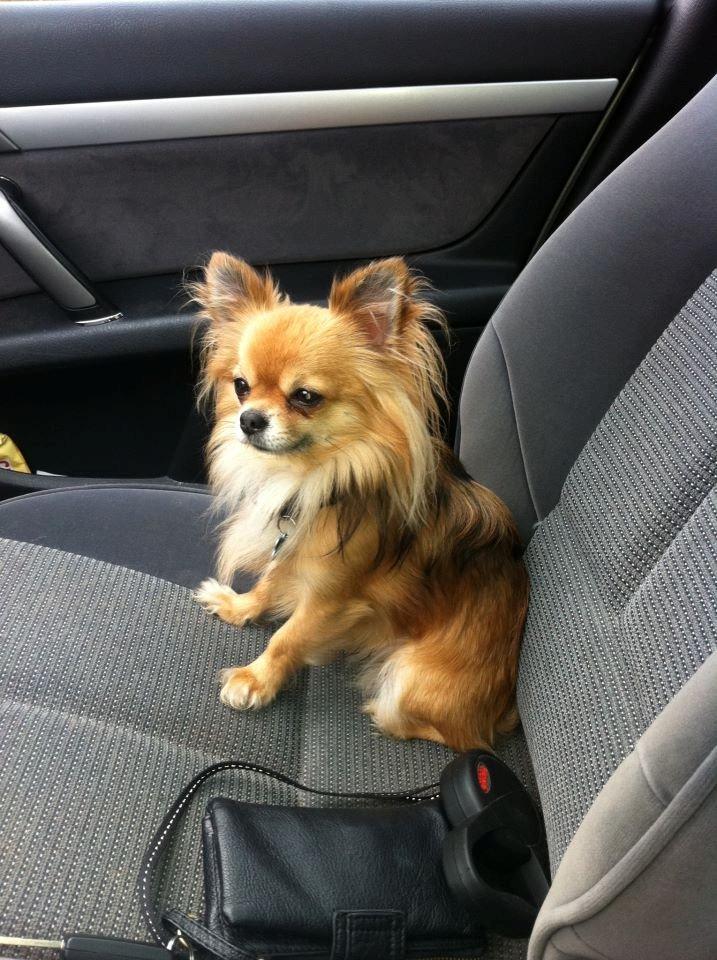 Chihuahua Armani billede 15