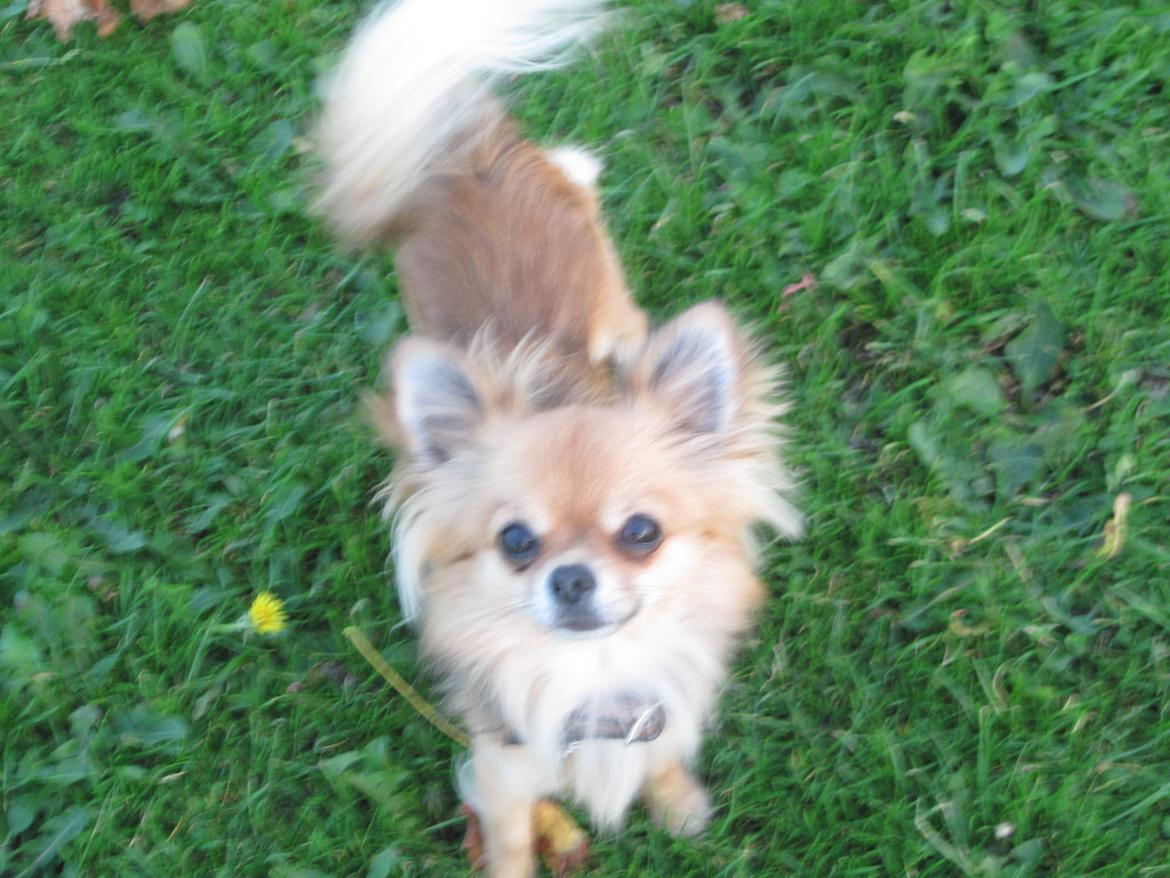 Chihuahua Armani billede 16