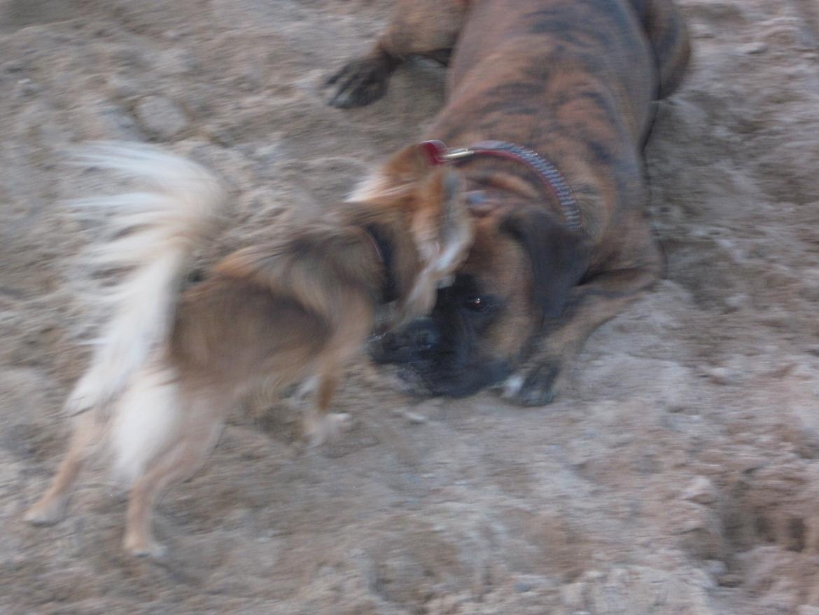 Chihuahua Armani billede 17