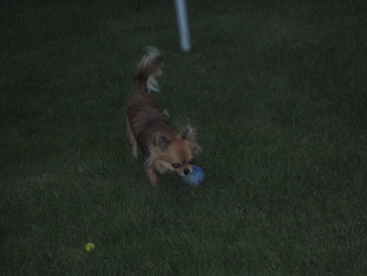 Chihuahua Armani billede 18